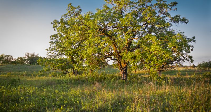 Bur_oak_(15232740107)