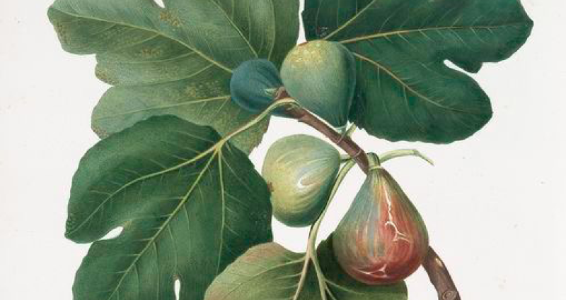 Figs_Cropped