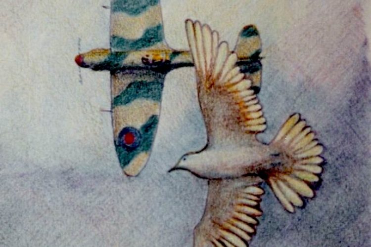 coucous _ birds of war and peace ( colored crayon sketch, 1994 )_