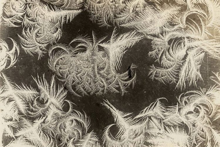 frost-flowers-thumb